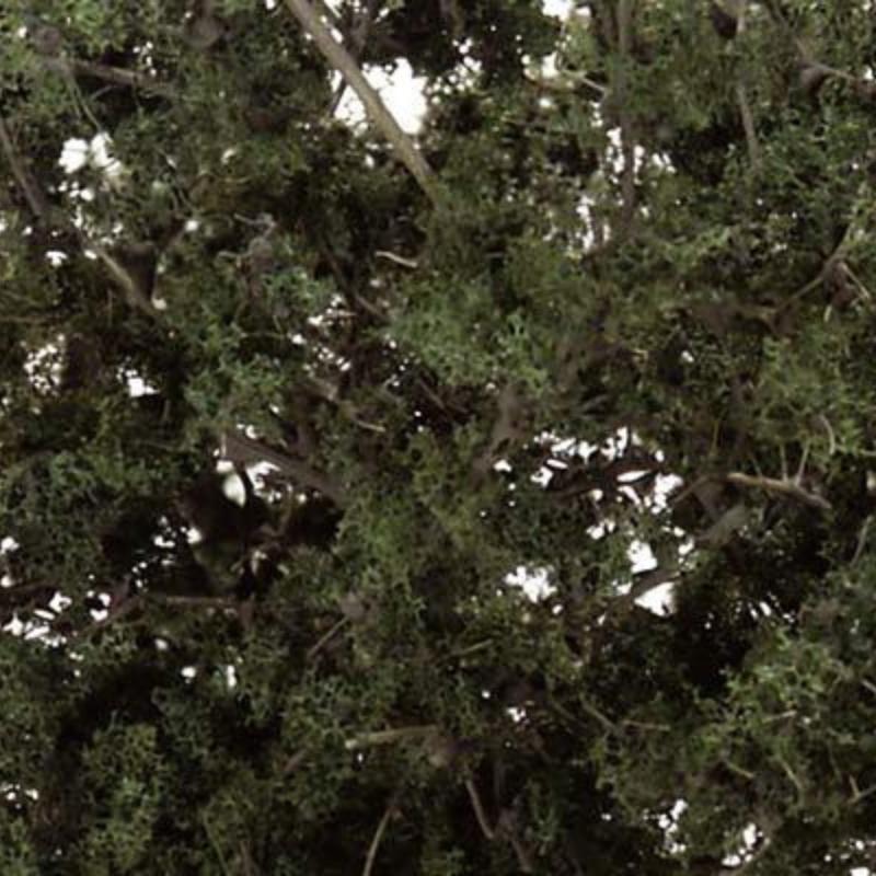 Dark Green Fine Leaf Foliage