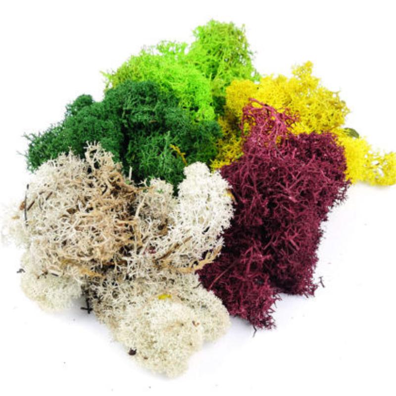 Gaugemaster GM166 Assorted Lichen (80g)