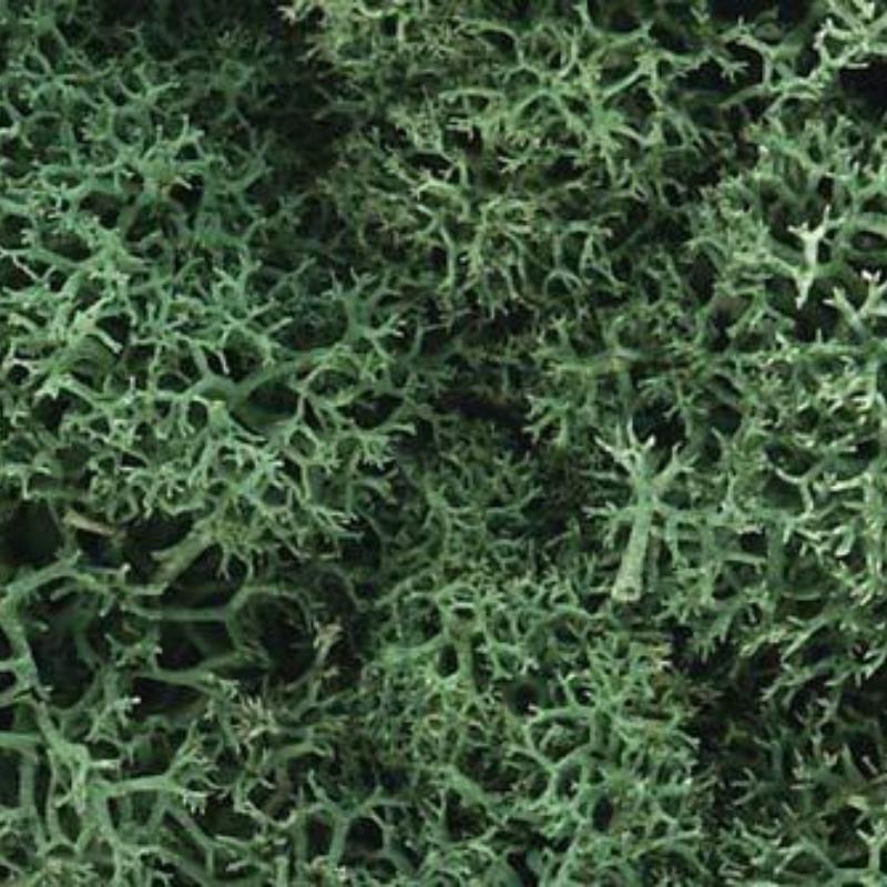 Light Green Lichen