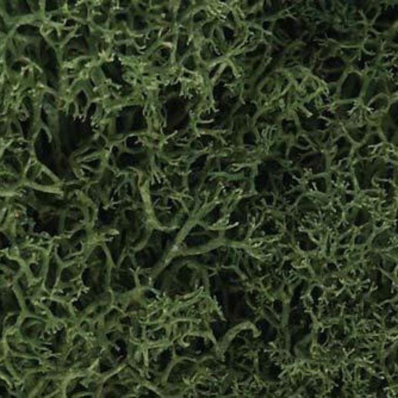 Medium Green Lichen