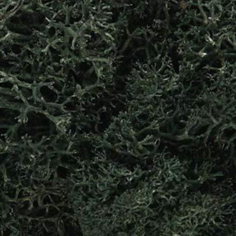 Dark Green Lichen