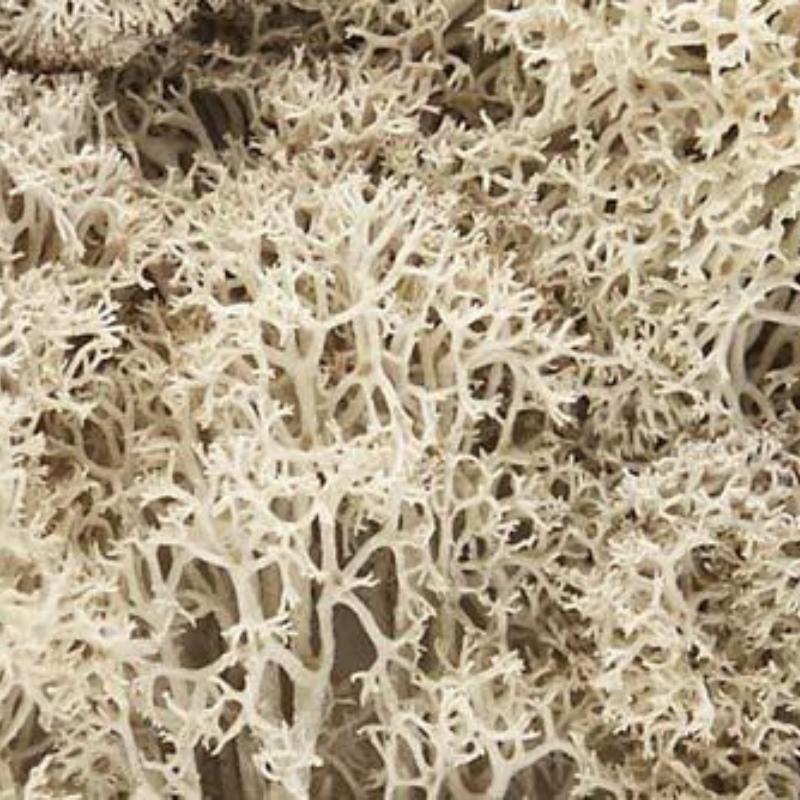 Natural Lichen
