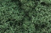 Light Green Lichen