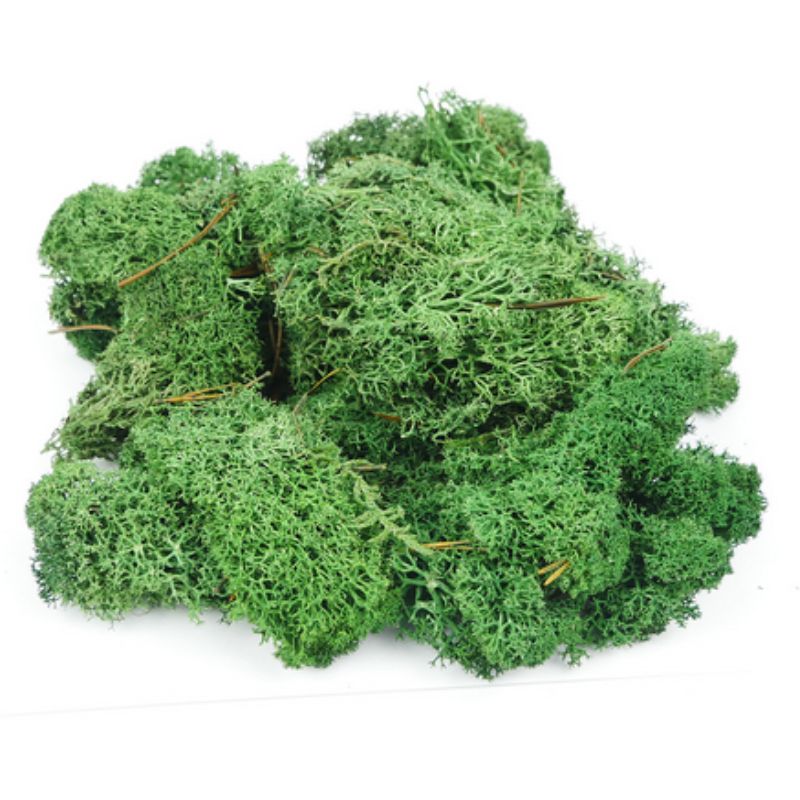 Gaugemaster Dark Green Lichen 80g (GM165)