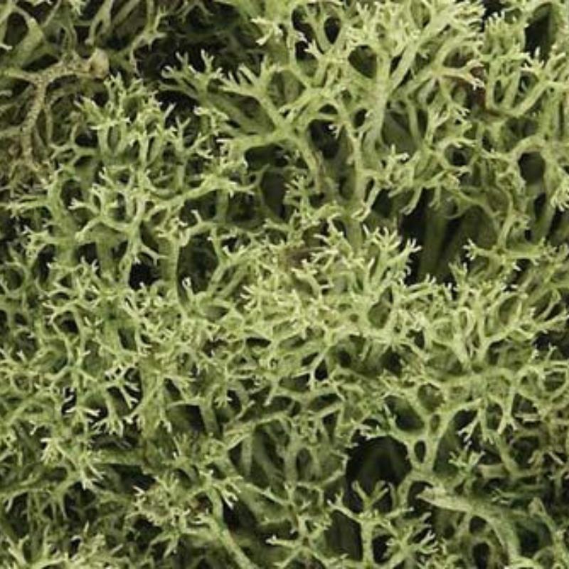 Spring Green Lichen