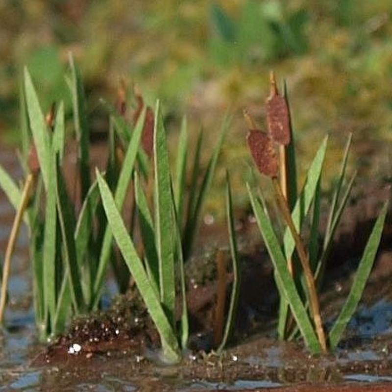 Model Scene Bulrush 1:120 TT Scale - Dream Steam