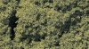 Kato 24-319 (FC57) Light Green Cluster Foliage 750ml