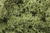 Spring Green Lichen